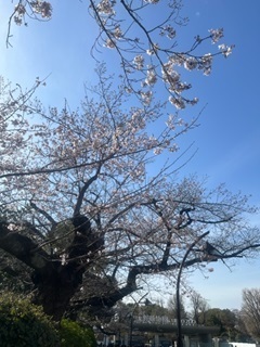 上野の桜2.jpg