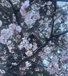 上野の桜3.jpg