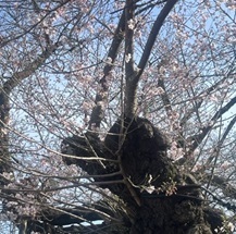 上野の桜5.jpg