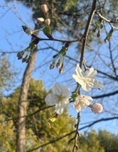 上野の桜7.jpg