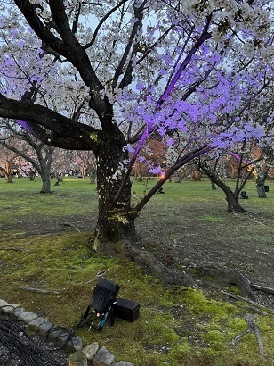二条城4.jpg