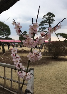 偕楽園2.jpg