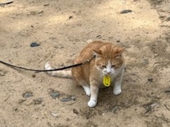備中松山城9.jpg