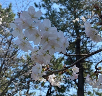 公園2.jpg