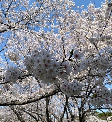 公園3.jpg