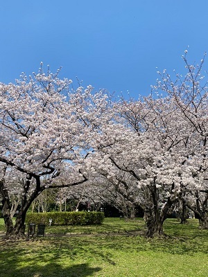 公園4.jpg