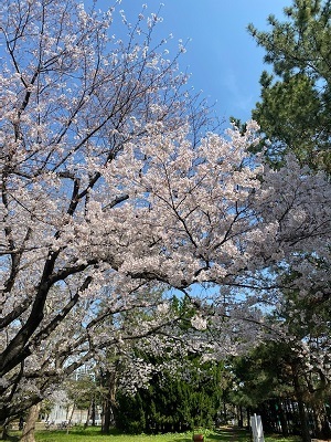 公園5.jpg