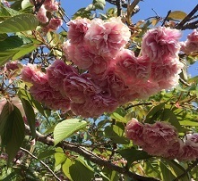 大村公園‐02.jpg