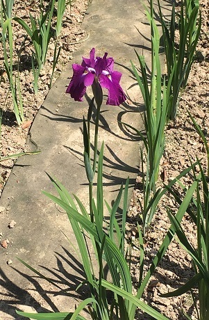 大村公園‐06.jpg