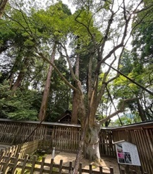 天岩戸神社4.jpg