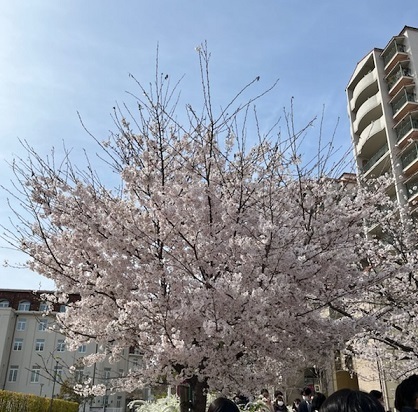 宝塚2.jpg