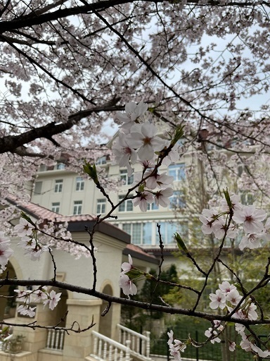 宝塚7.jpg