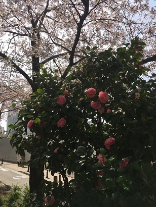 宝塚３.jpg