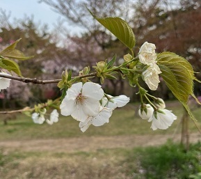 弘前城-11.jpg