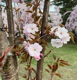 弘前城-13.jpg