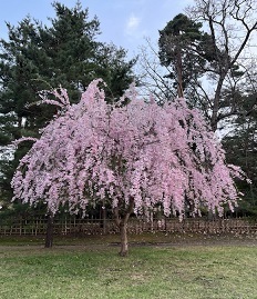 弘前城-14.jpg