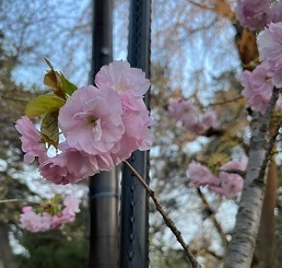 弘前城-18.jpg