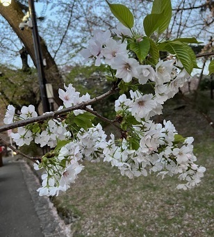 弘前城-19.jpg
