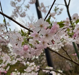 弘前城-6.jpg