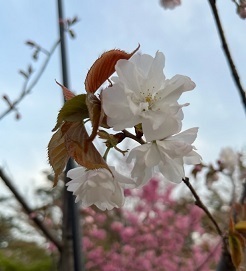 弘前城-8.jpg