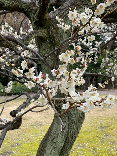 徳川園3.jpg