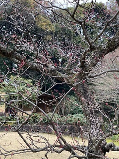 徳川園4.jpg