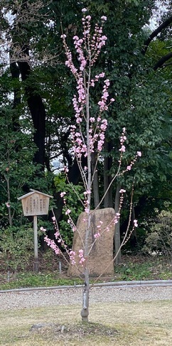 徳川園5.jpg