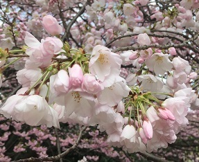 新宿御苑-13.jpg