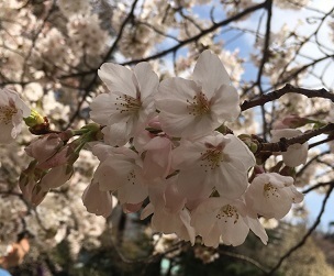 新宿御苑-4.jpg