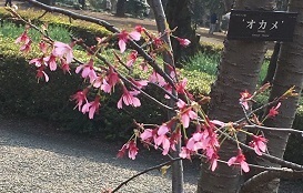新宿御苑031601.jpg