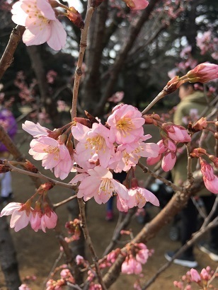 新宿御苑031602.jpg