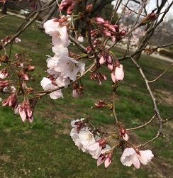 新宿御苑031603.jpg