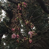 新宿御苑031610.jpg