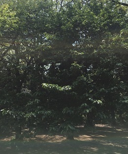 新宿御苑042002.jpg