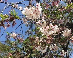 新宿御苑042003.jpg