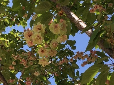 新宿御苑042012.jpg