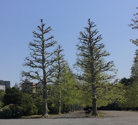 新宿御苑042013.jpg