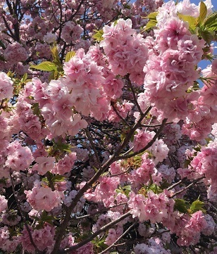 新宿御苑042014.jpg