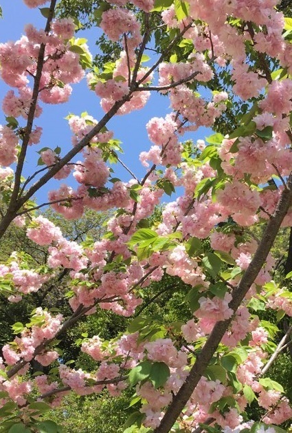 新宿御苑042015.jpg
