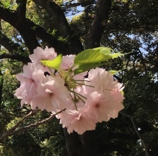 新宿御苑042016.jpg