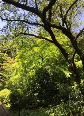 新宿御苑042017.jpg