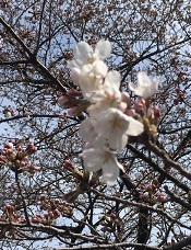 新宿御苑1-021.jpg
