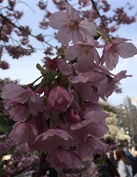 新宿御苑1-04.jpg