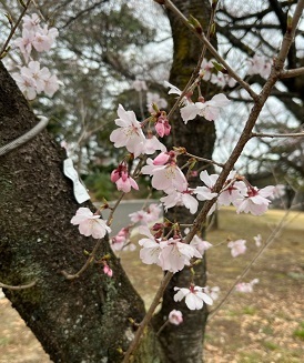 新宿御苑1-11.jpg