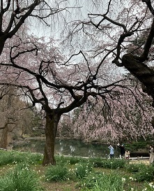 新宿御苑1-12.jpg