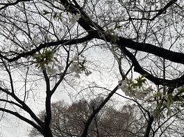 新宿御苑1-6.jpg