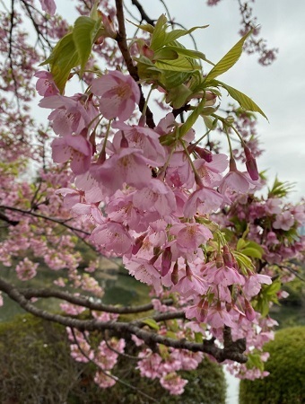 新宿御苑1修善寺寒桜1.jpg