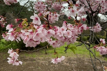 新宿御苑1寒桜1.jpg