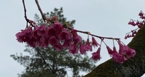 新宿御苑1寒緋桜1.jpg