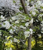 新宿御苑3-12白妙.jpg